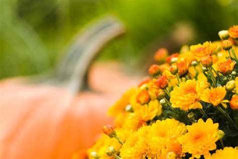 Fall Flowers for Pots & Containers | Kellogg Garden Organics™