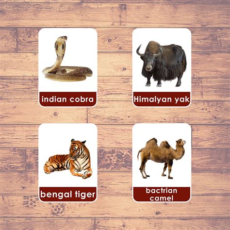 ASIA ANIMALS - Flashcards | Montessori | Educational | Learning | Three-Part Cards (27 Cards ...