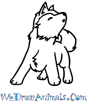 Cute Baby Wolf Drawing