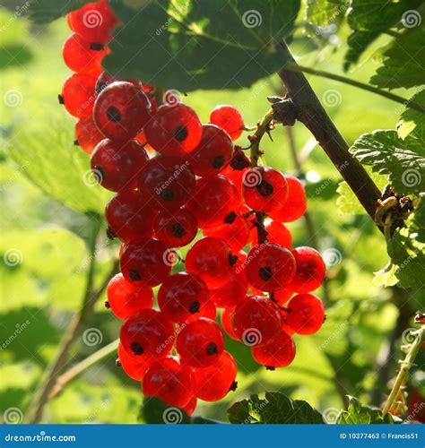 Red Currant berries stock image. Image of currants, outdoor - 10377463