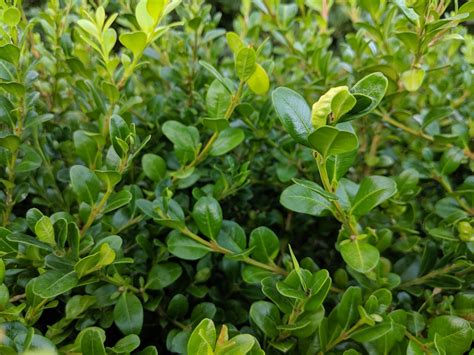 BUXUS MICROPHYLLA JAPONICA 'WINTER GEM' - Winter Gem Boxwood | Camson Creek Cedars