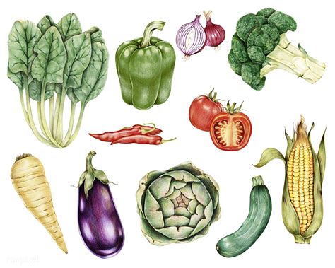 Hand drawn vegetables collection | premium image by rawpixel.com | Vegetable drawing, How to ...