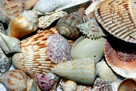 Beach Shells Free Stock Photo - Public Domain Pictures