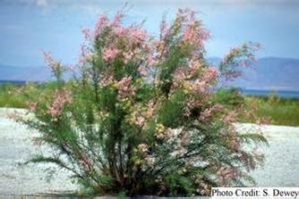 Plants - The Gobi Desert