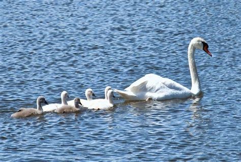 Swan | Bird Species, Migration & Lifespan | Britannica