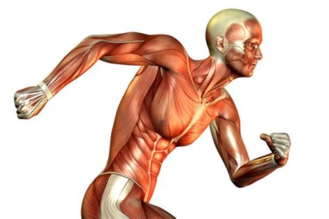 Interesting facts about muscles