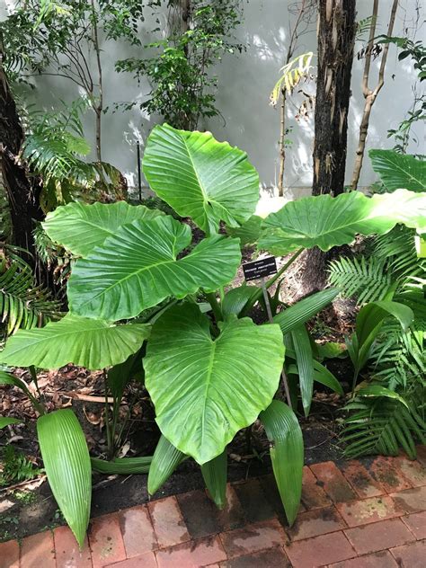 The ULTIMATE Guide for Alocasia Macrorrhiza (Elephant Ears) | Elephant ear plant, Alocasia plant ...