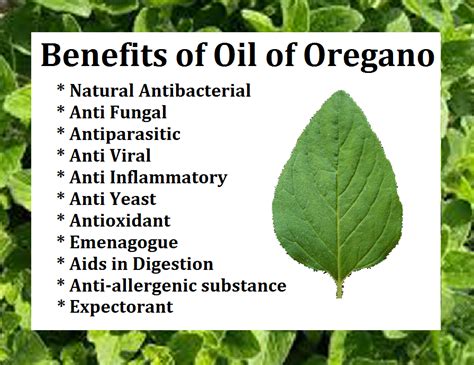 Oil of Oregano Defeats the Cold or Flu within 24 hrs! - Nothingsincurable