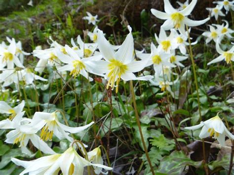 Erythronium oregonum - Oregon fawn lily - Klamath Siskiyou Native Seeds