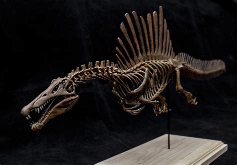 1/20 Spinosaurus Skeleton Model – Lana Time Shop