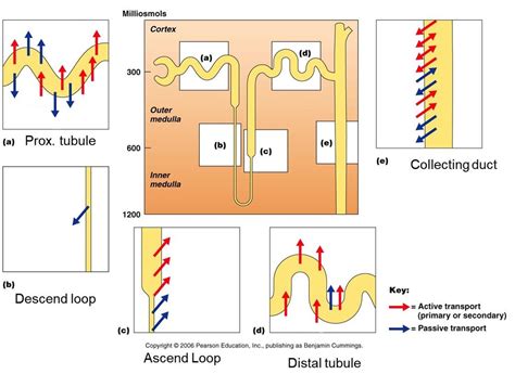 nephron filtration Diagram | Quizlet