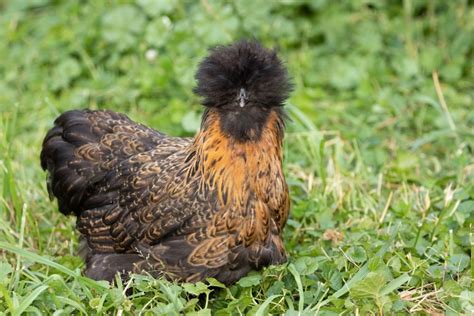 Silkie Chicken Breed Guide — Practical Self Reliance