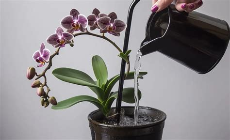 Dendrobium Orchid: Complete Growing & Care Guide