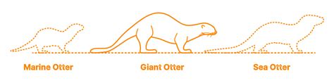 Giant Otter (Pteronura brasiliensis) Dimensions & Drawings | Dimensions.com