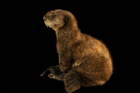 A juvenile endangered Northern sea otter (Enhydra lutris kenyoni) at ...