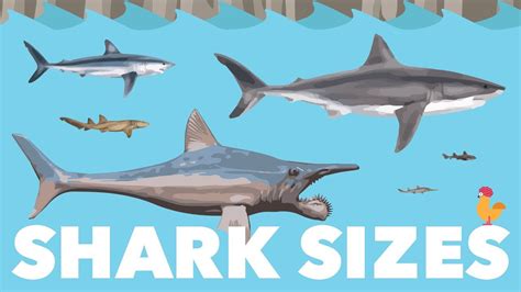 Shark Size Species Comparison - YouTube