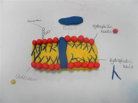 Cell Membrane Diagram Labeled