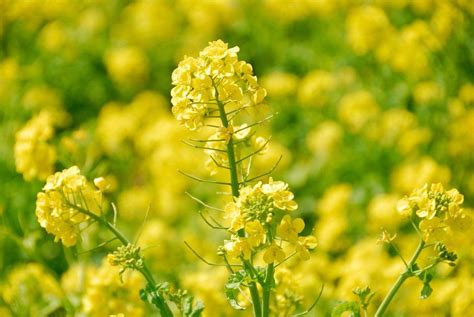 How To Grow Mustard | DIY Garden