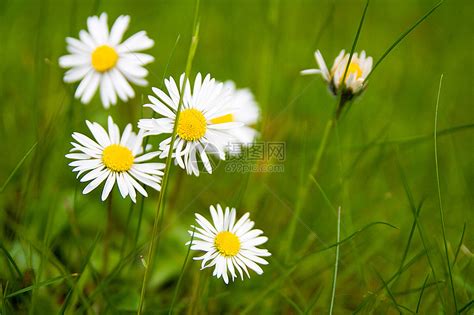 白代季节花店讲台园艺黄色花瓣植物雏菊花园白色高清图片下载-正版图片320325222-摄图网