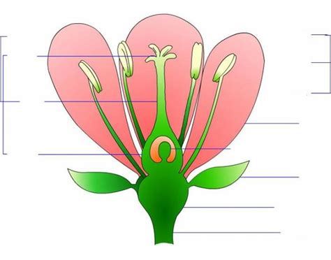 Reproductive parts of a flower and functions Diagram | Quizlet