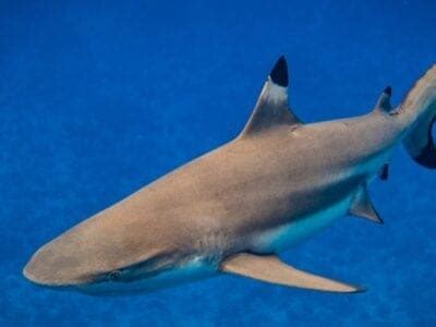 Types of Sharks: 25 Shark Species You Must Know! - IMP WORLD