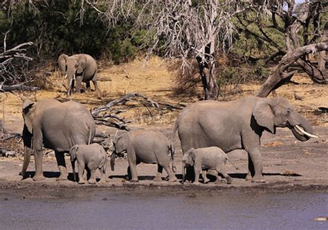 About Mapungubwe National Park in Mapungubwe National Park