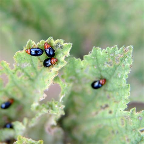 Organic Flea Beetle Control: Methods to Protect Your Garden