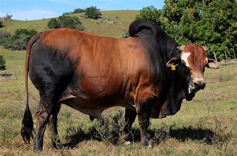 Boran cattle - Alchetron, The Free Social Encyclopedia