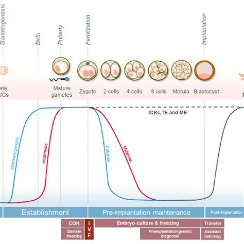 Life cycle of genomic imprinting in humans, epigenetic reprogramming ...