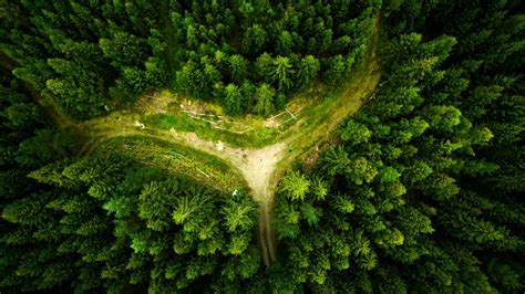 Download Aerial Path Green Tree Nature Forest HD Wallpaper