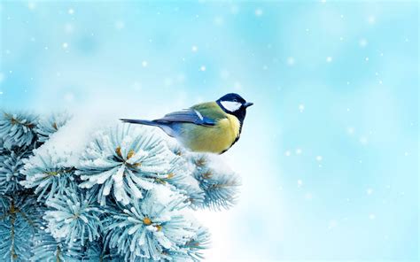 🔥 [40+] Winter Birds and Animals Wallpapers | WallpaperSafari