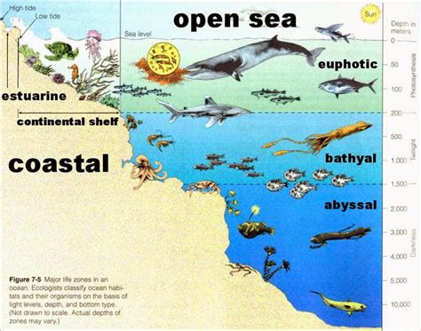 ACDS Earth Science: Ocean Life Zones