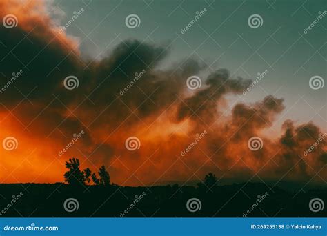 Forest fire at night stock photo. Image of environmental - 269255138