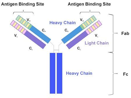 What Is an Antibody?-CUSABIO