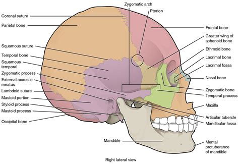 The Skull · Anatomy and Physiology