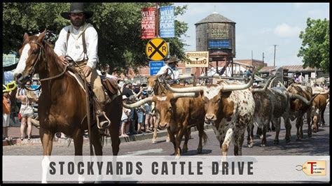 Fort Worth Stockyards Cattle Drive! - YouTube