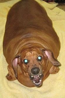 World's fattest sausage dog Obie put on life-saving diet | Metro News