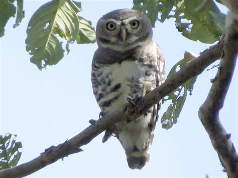 Forest Owlet - eBird