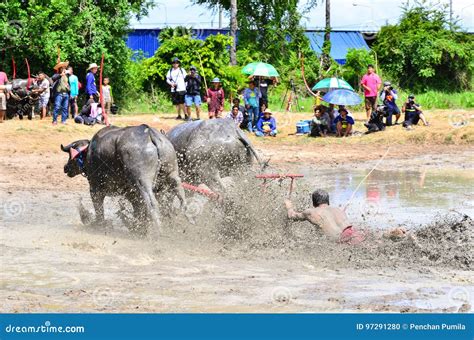 Buffalo Running Race Traditional Activity. Editorial Image - Image of asian, festival: 97291280