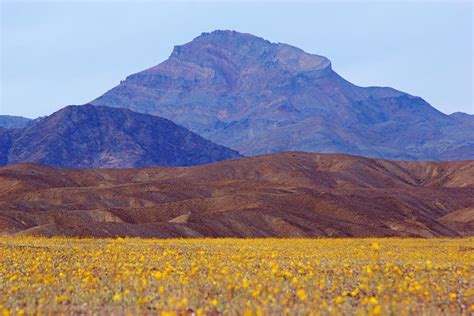 Death Valley Superbloom 201 Photograph by Daniel Woodrum - Fine Art America