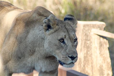 Close-Up Photo of Lioness · Free Stock Photo