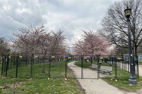 Toronto just fenced off the cherry blossoms at Trinity Bellwoods Park