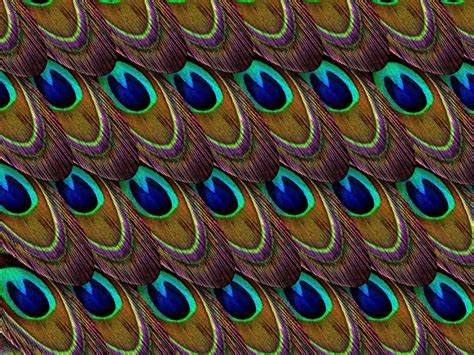 wallpaper feathers, peacock, patterns, texture HD : Widescreen : High Definition : Fullscreen