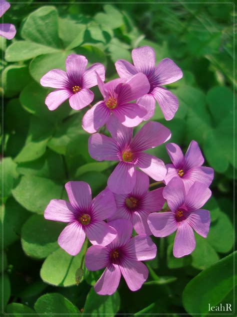 purple clover flowers by cuzzycutegirl on DeviantArt