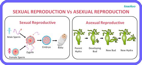 What are advantages of sexual reproduction over asexual reproduction?