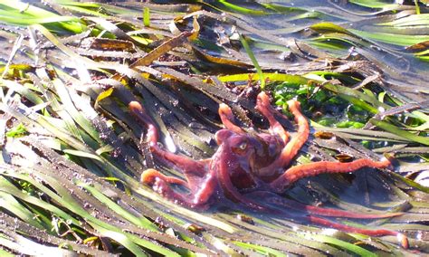 Morro Bay Wildlife Spotlight: California Two-Spot Octopus