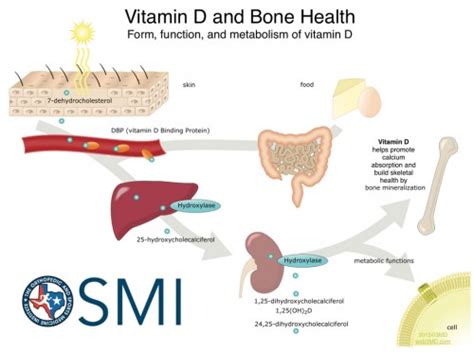 Vitamin-D-and-bone-density