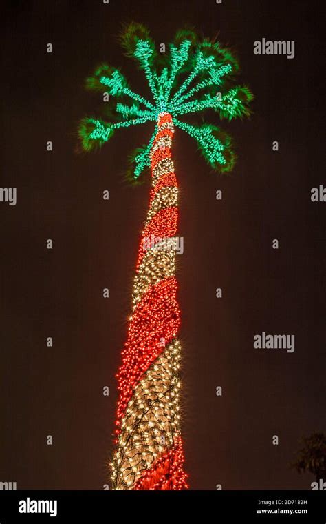 florida palm trees christmas lights - Dwana Chapa