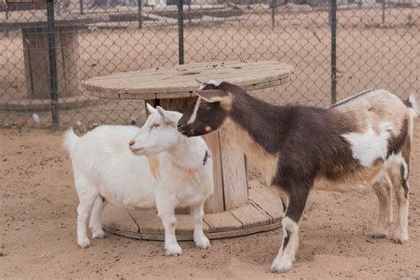 Nigerian Dwarf Goats - All You Need To know! (2022)