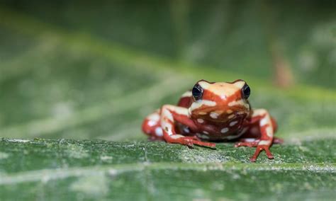 How do poison frogs keep from poisoning themselves? - Earth.com